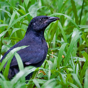 Melodious Blackbird